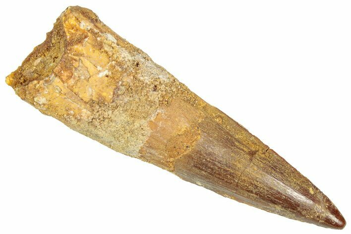 Bargain, Fossil Spinosaurus Tooth - Real Dinosaur Tooth #357802